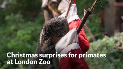 Christmas surprises for primates at London Zoo