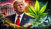 Trump’s Big Move: Marijuana May Soon Be Reclassified