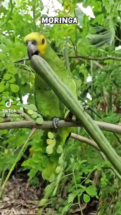 Murenga vegetables