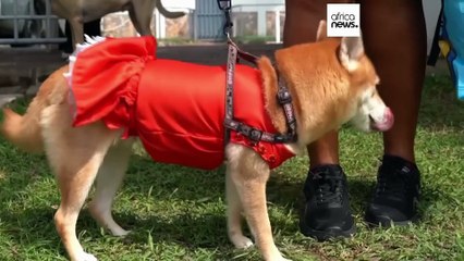 Lagos Dog Carnival returns for its 7th edition