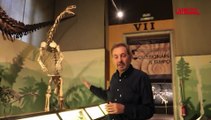 Orme di dinosauro nel parco dello Stelvio, il paleontologo: 