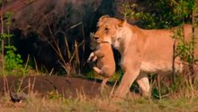 Lions__Kings_of_the_Savannah___Roar_of_the_Wild_Ep._1___4K_UHD_Documentary(360p)