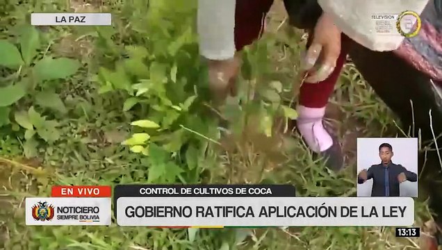 Gobierno anuncia estudio técnico para definir la cantidad real de hoja de coca para uso legal