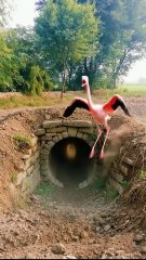 🦁🔥 صراع غير متوقع بين الأسد والفلامنغو مواجهة نادرة في البرية 🔥🦩