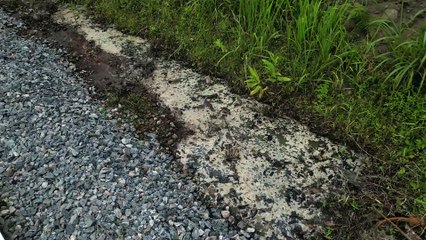 Vazamento de açúcar em trilho de trem devasta rios, mata peixes e deixa moradores sem água em Morretes