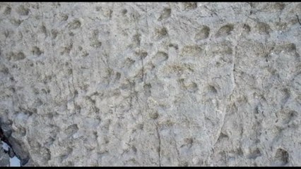 Nel Parco dello Stelvio trovate migliaia di orme di dinosauri