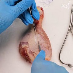 Chicken drumstick stitching up! 🍗🧵