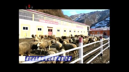 Construída nova fazenda de ovelhas na província de Pyongan Sul