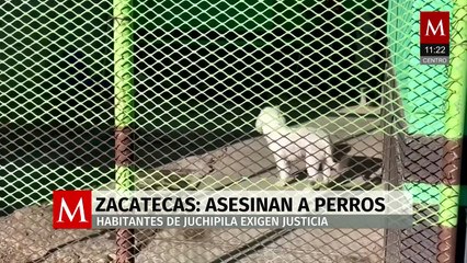 Exigen justicia en Juchipila por perros asesinados a balazos por policías