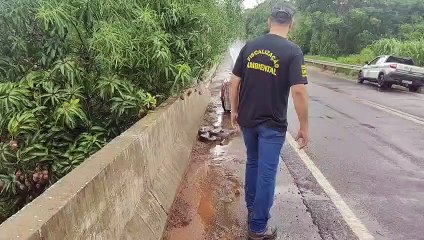 Sucuri de quatro metros é resgatada em ponte entre São Jorge do Patrocínio e Altônia