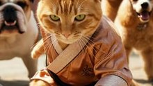Kung fu master style funny cat video