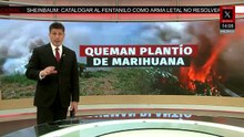 En Zacatecas, localizan e incendian plantío de mariguana