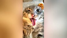 Funny cat