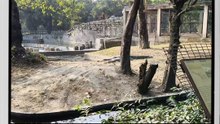 Alligator at Delhi Zoo: Jaw-Dropping Close Encounter! 🐊🏞️