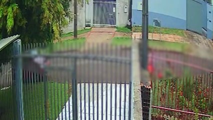 Crueldade extrema: caixa com gatinho decapitado é deixada em frente a residência em Cascavel