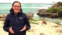 Ongoing algal bloom in South Australia contributes to spike in sea lion pup deaths