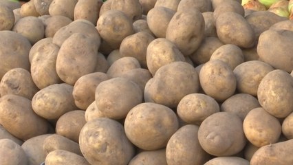 Productores de Tierras Altas niegan acaparamiento y atribuyen atrasos en la cosecha al clima