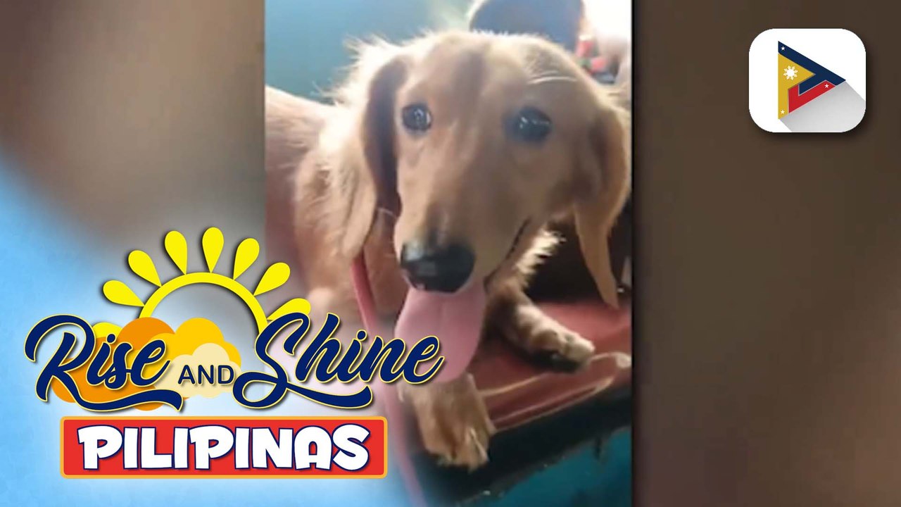Wednesday Pet's Day | Kiwi the dachshund