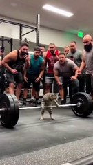 Don't scroll away... this cat's personal record is absolutely insane! 🏋️🐾 #catsoftiktok #gymtok #aivideo #aiart #edit