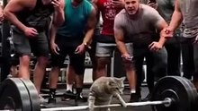 Don't scroll away... this cat's personal record is absolutely insane! 🏋️🐾 #catsoftiktok #gymtok #aivideo #aiart #edit
