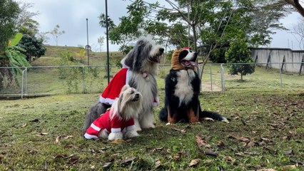 mqn-Aslan, Gael y Emma: tres perros convertidos en íconos navideños-161225