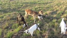 Deer Loves Being With His Goats Friends as he was Raised With Them