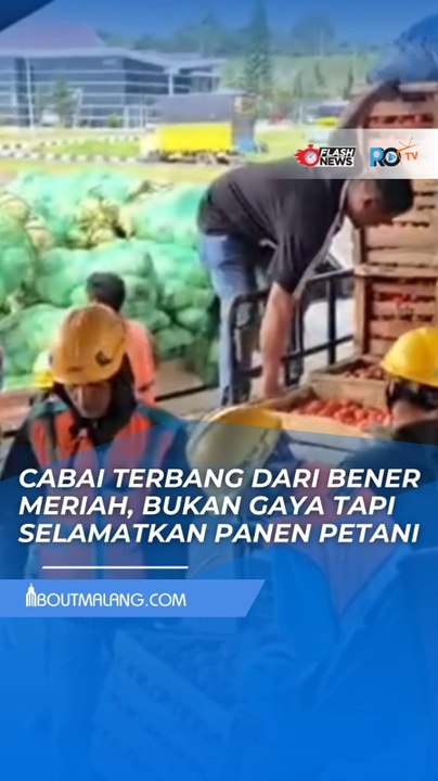 JALAN TERPUTUS TAK HENTIKAN PERJUANGAN PETANI, 21 TON CABAI BENER MERIAH DIKIRIM PAKAI HERCULES