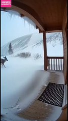 Deer Survive Avalanche with Instinct! Deer use instinct to survive an avalanche. #fblifestyle #AI Generated using Kling AI . . . (For entertainment purposes only. Consult professionals if guidance on activities is presented. No brand affiliation is implie