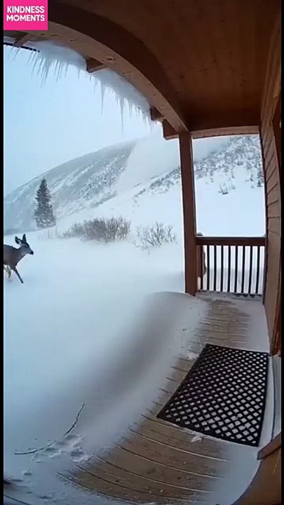 Deer Survive Avalanche with Instinct! Deer use instinct to survive an avalanche. #fblifestyle #AI Generated using Kling AI . . . (For entertainment purposes only. Consult professionals if guidance on activities is presented. No brand affiliation is implie