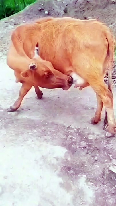 Animal lover suitable with her ❤😍for you
