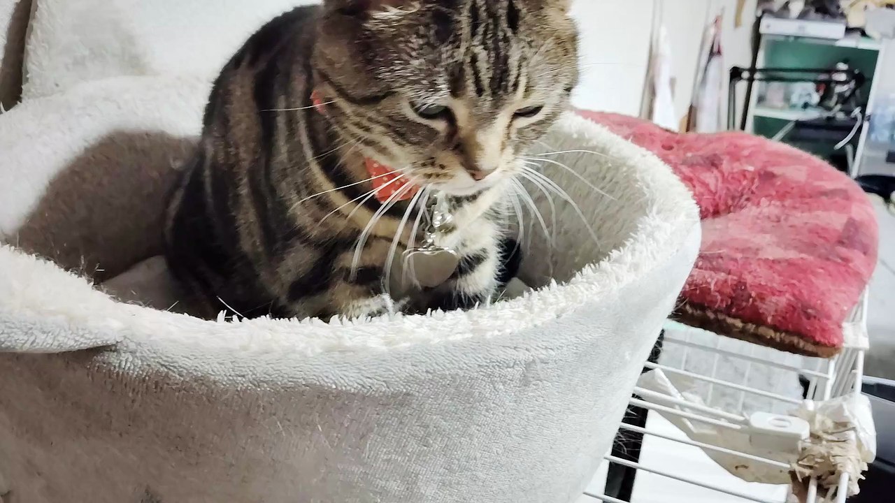 ふみふみシフォン5