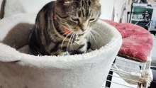 ふみふみシフォン5