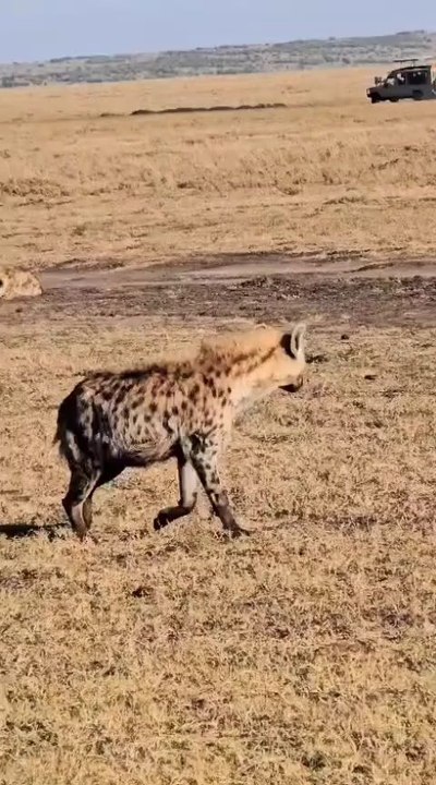 A lone hyena watches the zebra… hunger says att...