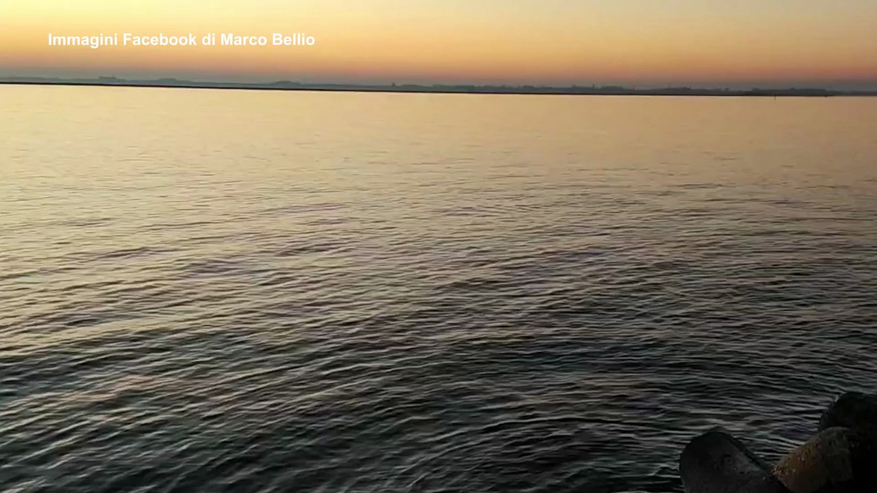 Venezia si stupisce di nuovo: una foca monaca dopo il delfino Mimmo