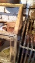 Australian Parrots Small Colony