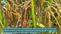 Optimalisasi Lahan Pertanian Perbatasan Negeri Prioritaskan Beras Lokal