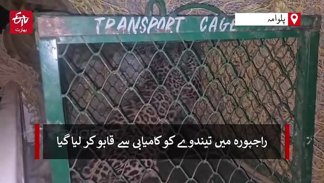 کئی گھنٹوں کی مسلسل محنت کے بعد تیندوے کو زندہ حالت میں پکڑا گیا