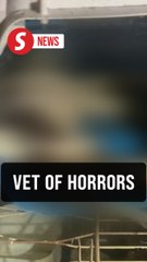 Left to die: Dead animals found in abandoned vet clinic spark calls for justice