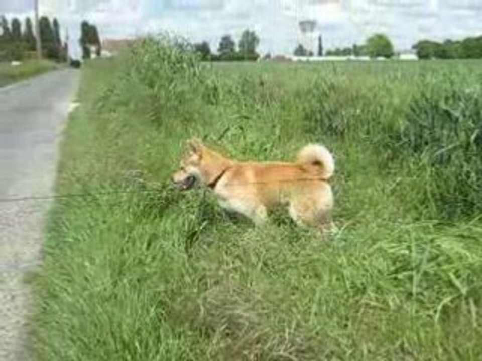 Choupi dans les champs