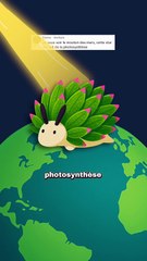 Cette limace se nourrit du soleil ! #limace #soleil #animaux #nature #humour