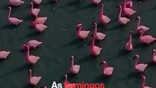 As flamingos touched down, India’s largest inland salt lake turned pink