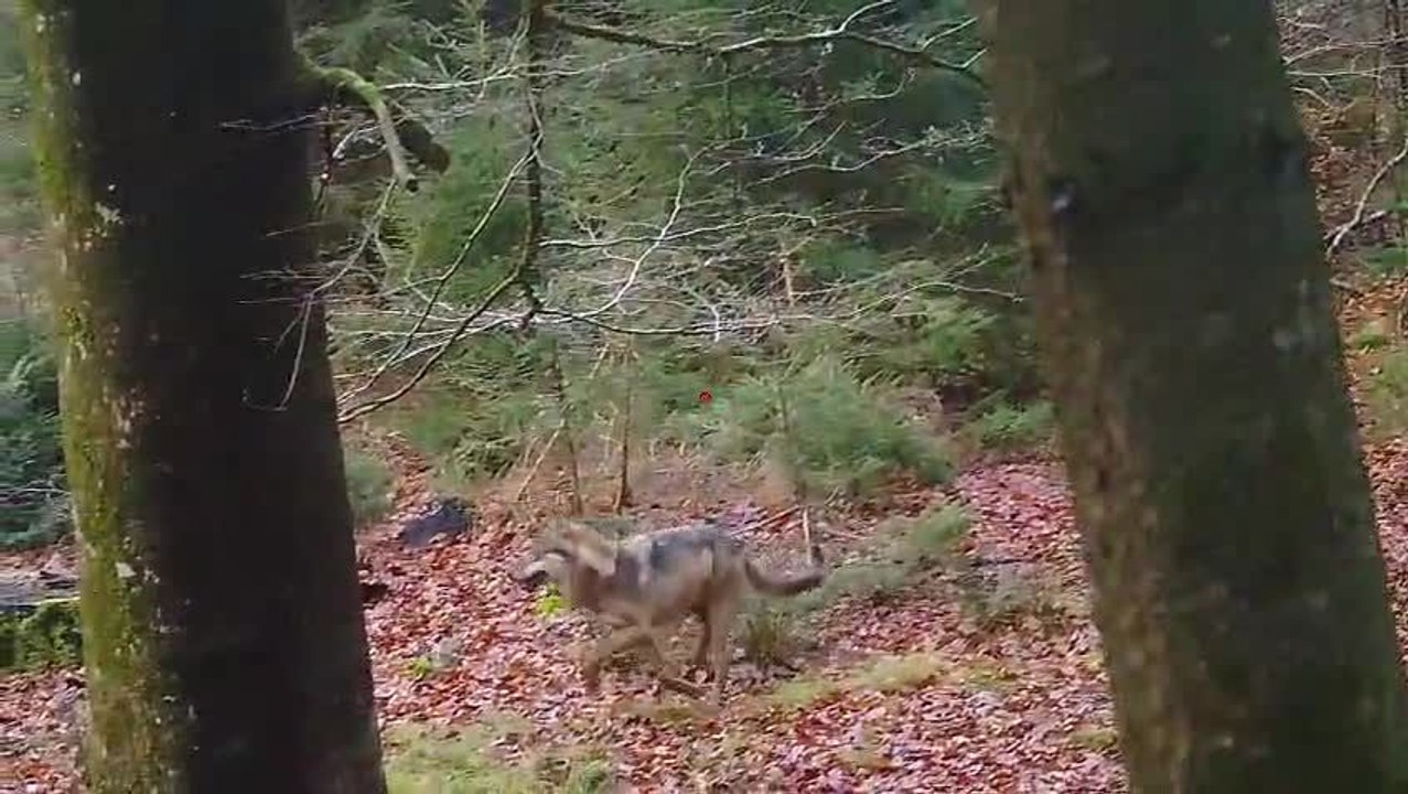 Deux loups dans la forêt de Freyr