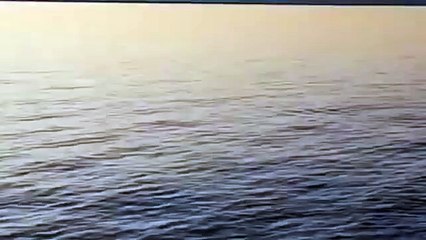 Dopo il delfino Mimmo ecco la foca monaca nelle acque della laguna di Venezia