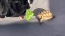 Guinea Pig Steals Lettuce From Right in Front of Tortoise?s Mouth