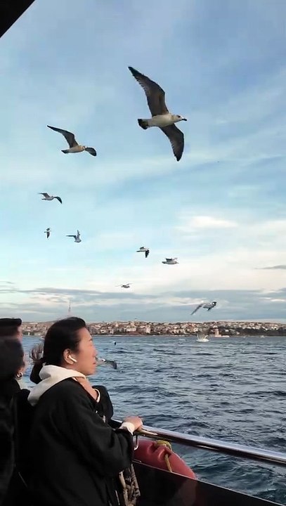 14832112_1440_2560_30fps