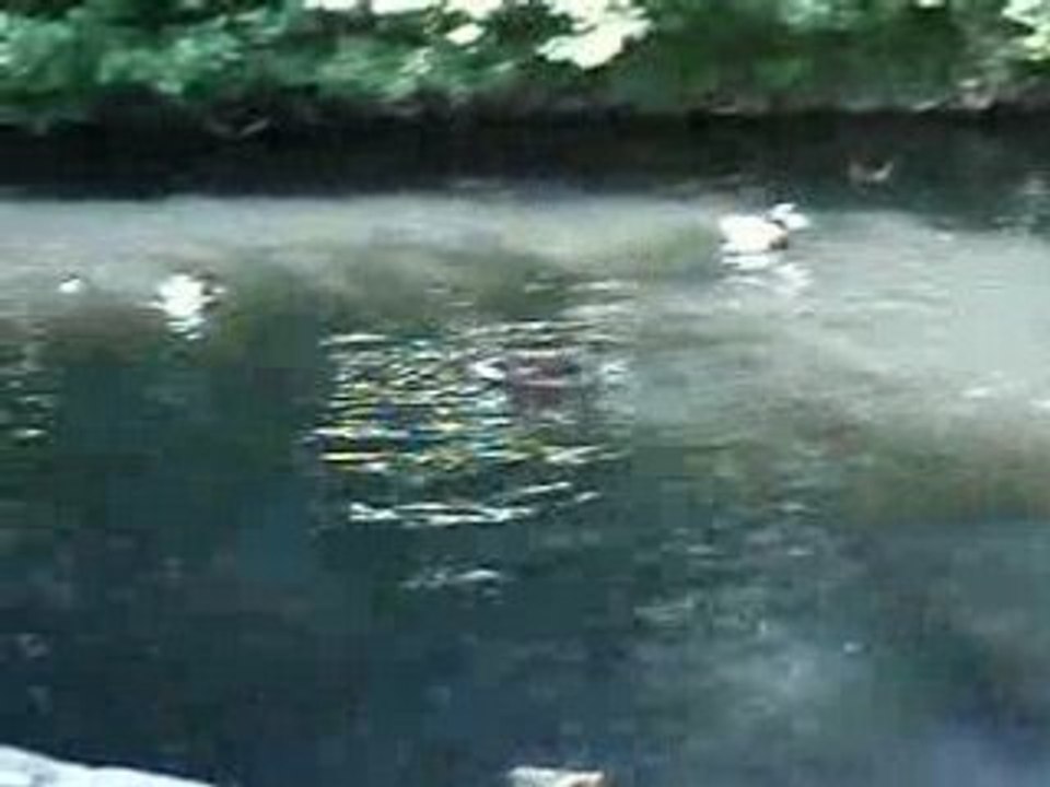 Astuce et les canards