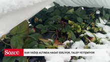 Gören inanamadı: Kar yağışı altında hasat ediliyor, talep yetişmiyor