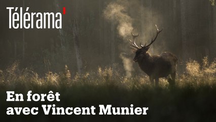 À l'affût avec Vincent Munier dans la forêt vosgienne