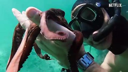 La Sagesse de la pieuvre (My Octopus Teacher) - Bande-annonce VO