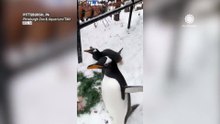 Slippery for some, but a snow day spectacle for penguins!